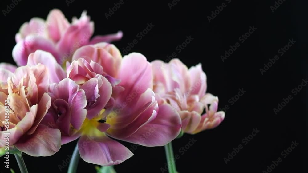 Wall mural Tulip bouquet, tulips spring flowers close up, blooming pink tulip Easter background, bunch. Beautiful Spring  flower rotating. Watercolor Belle Epoque tulips. Isolated on black background. 