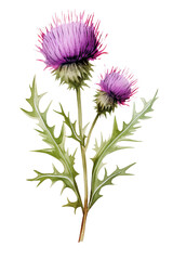 soft watercolor thistles flowers isolated