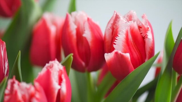 Tulip bouquet, tulips spring flowers close up, blooming red tulips Easter background, bunch. Beautiful Spring Easter flowers blooming, beauty flower. Slow motion. 