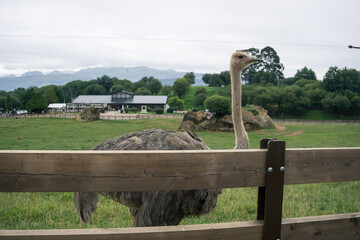 ostrich looking at you