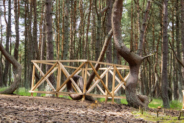 Obraz premium Curonian spit. Dancing pines. Tilted, curved and twisted pine trunks. Dancing forest local landmark located on dune Round in vicinity of village of Rybachy.