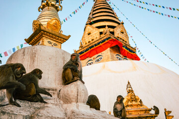 Monkeys sit on the white swayambhu stupa in kathmandu nepal. Evening mood at the monkey temple. © Mirador