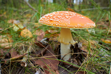 spotted toadstools in the woods