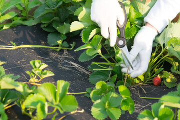 caring for plants in the garden, a farmer cuts the mustache of a strawberry bush with scissors