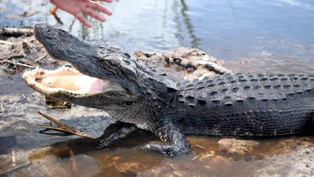 Crocodile in the Everglades National Park. Nature and animals concept