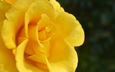 yellow rose with dew drops