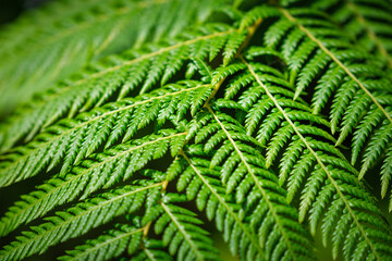 Close up view Sphaeropteris cooperi or Cyathea cooperi lacy tree fern, scaly tree fern alsk known Austrialian tree fern green leaf fronds and leaflets texture and pattern