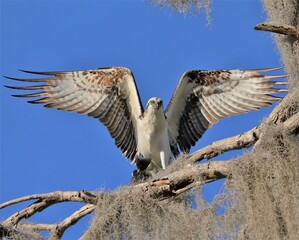 Beautiful Osprey Paynes Prairie Preserve State Park Gainesville Florida Lacua Trail Alachua Sink 
