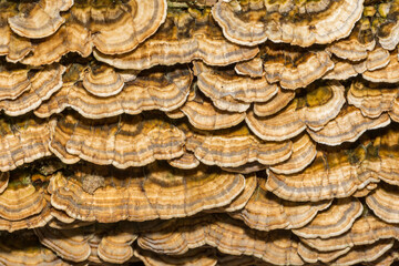 Turkey Tail Fungi - Trametes versicolor