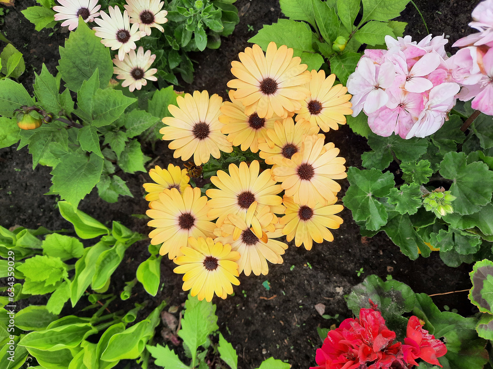 Sticker Yellow camomile flowers