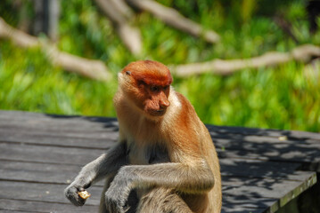 Wild proboscis monkeys in Labuk Bay Proboscis Monkey Sanctuary in Sabah, Borneo, Malaysia