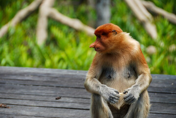 Wild proboscis monkeys in Labuk Bay Proboscis Monkey Sanctuary in Sabah, Borneo, Malaysia