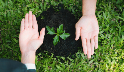 Top view group of businesspeople grow and nurture plant together on fertilized soil concept of eco...