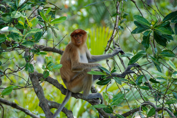 Wild proboscis monkeys in Labuk Bay Proboscis Monkey Sanctuary in Sabah, Borneo, Malaysia