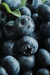 Macro Photography of Blueberries