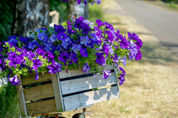 Selective focus of purple blue flowers in wooden basket of bicycle in front of garden as...