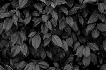 Foto op Plexiglas Selective focus of Elaeagnus ebbingei in black and white toned, Thorny olive, Spiny oleaster and Silverthorn is a species of flowering plant in the family Elaeagnaceae, Nature dark leaves background. © Sarawut