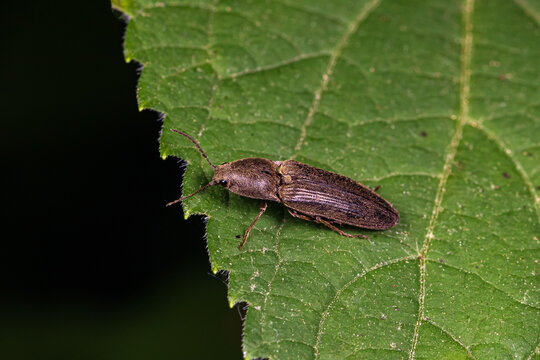 Click beetle on leaf of plant. Insect and wildlife conservation, agriculture and garden pest concept.