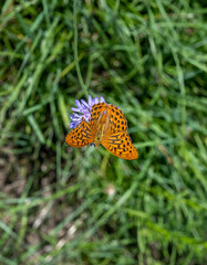 Silver-washed Fritillary (Argynnis paphia), fam. Nymphalidae. Kaiserstuhl, Baden Wuerttemberg,...