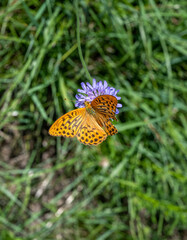 Silver-washed Fritillary (Argynnis paphia), fam. Nymphalidae. Kaiserstuhl, Baden Wuerttemberg, Germany, Europe.