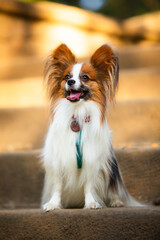Dog obedience, papillon breed in the park