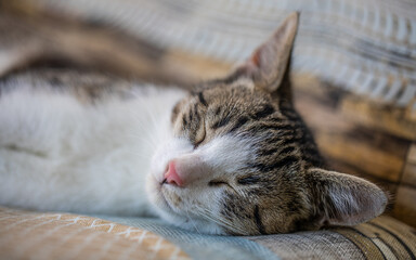 Schlafende Katzen