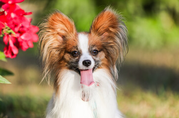 Dog obedience, papillon breed in the park