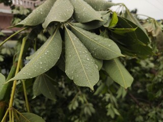 rain drops on a leaf
