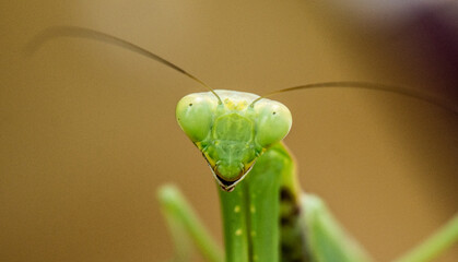 Praying mantis posing for a photo