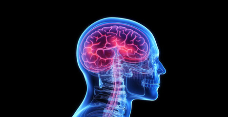 Transparent MRI or x-ray view of a skull and brain. Blood vessels and nerves. Medical imagine and technology. The future of intelligence, technology and AI implants. Neurodivergence.