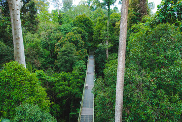Plants and trees in Rainforest Discovery Center in Sepilok, Borneo, Malaysia