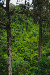 Plants and trees in Rainforest Discovery Center in Sepilok, Borneo, Malaysia
