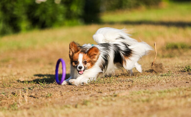 Dog obedience, papillon breed in the park