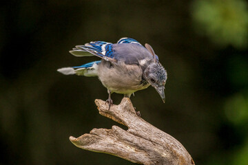 Molting Blue Jay on perch