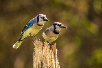 blue jay mates on a perch