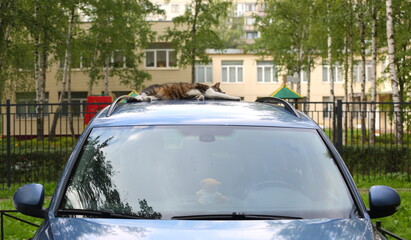 A cat sleeps on the roof of a car