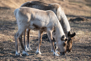 Reindeers reintroduced at Kerzhenskii nature reserve, spring forest