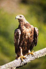 Spanish golden eagle (Aquila chrysaetos homeyeri), the most powerful raptor in Spain.