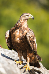 Spanish golden eagle (Aquila chrysaetos homeyeri), the most powerful raptor in Spain.