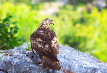 Spanish golden eagle (Aquila chrysaetos homeyeri), the most powerful raptor in Spain.