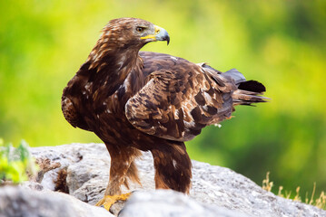 Spanish golden eagle (Aquila chrysaetos homeyeri), the most powerful raptor in Spain.