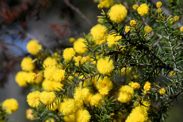 Closeup of yellow flowers and fine prickly leaves of the Australian native Hedgehog Wattle, Acacia echinula, family Fabaceae, in Sydney sclerophyll forest on sandstone soils. Endemic to eastern NSW