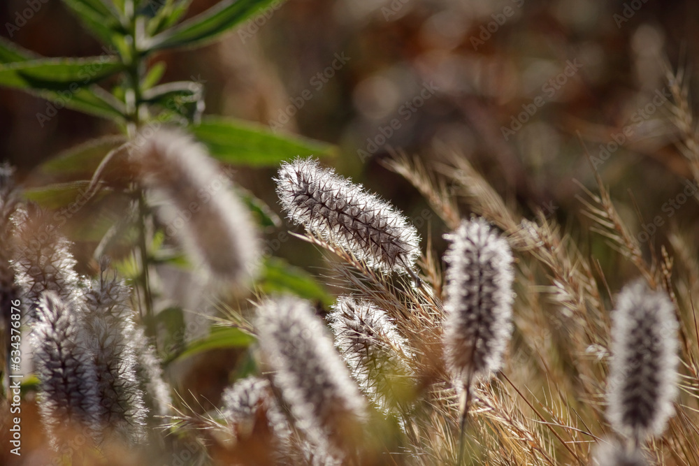 Poster Glowing hairy wild plants