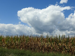 A cornfield during the autumn season, with cloud formations and a blue sky, Cecil County, Maryland.