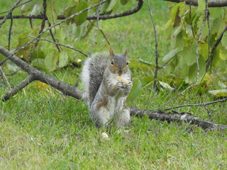 Eastern gray squirrel eating a peanut, while enjoying a beautiful autumn day in Elkton, Cecil County, Maryland.