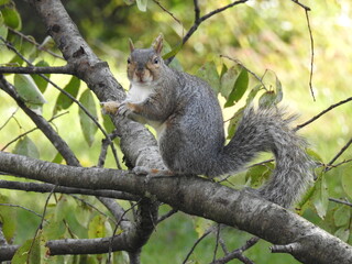Eastern gray squirrel enjoying a sunny autumn day in Elkton, Cecil County, Maryland.