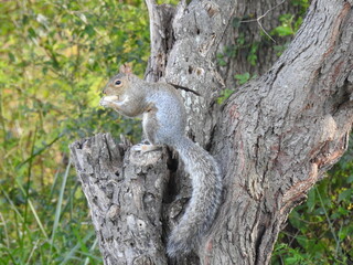 Naklejka na ściany i meble Eastern gray squirrel eating a peanut, while enjoying a beautiful autumn day in Elkton, Cecil County, Maryland.
