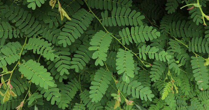 Tamarind leaves closeup. Tamarindus indica.
