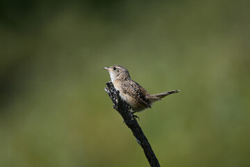 Sedge Wren perched on a twig along the edge of meadow