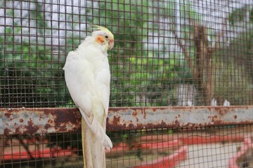 The Female cockatiel (Nymphicus hollandicus), also known as weiro, or quarrion.